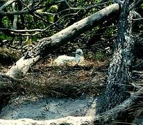 Red-footed Booby