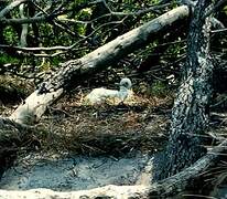 Red-footed Booby