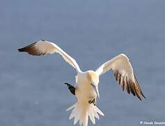 Northern Gannet