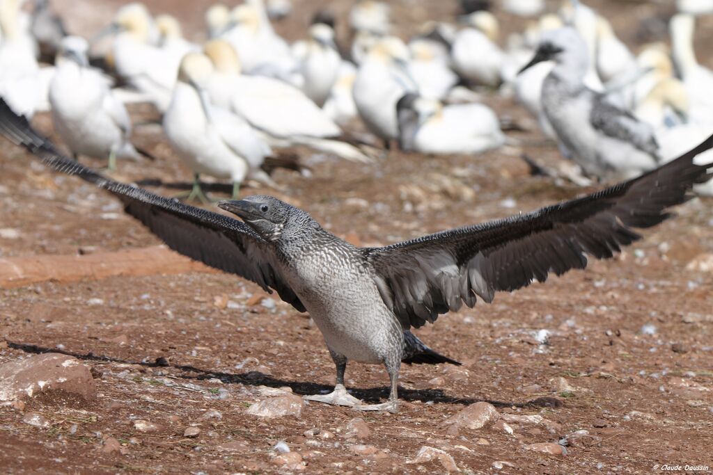 Northern Gannet, Behaviour