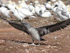 Northern Gannet