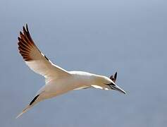 Northern Gannet