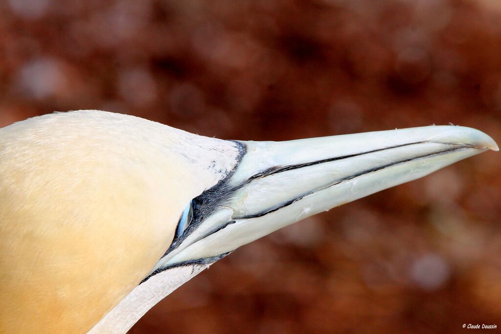 Northern Gannet