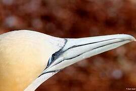 Northern Gannet