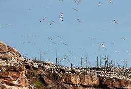 Northern Gannet