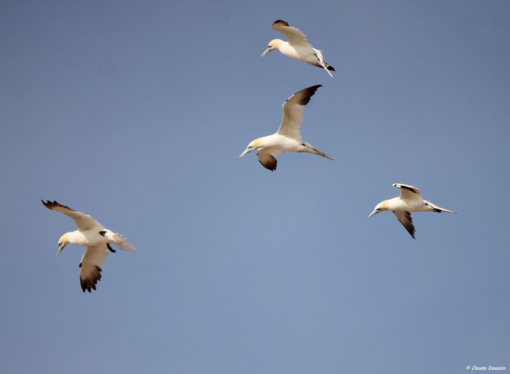 Northern Gannet