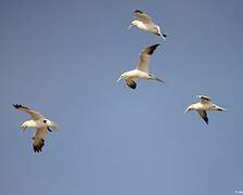 Northern Gannet