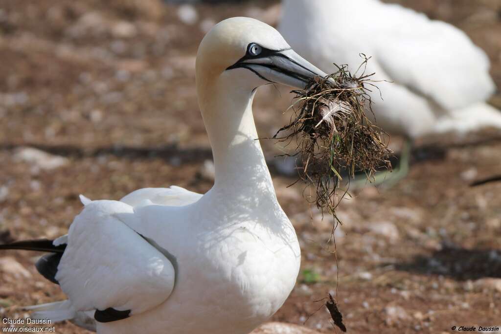 Northern Gannetadult, Reproduction-nesting