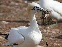 Northern Gannet