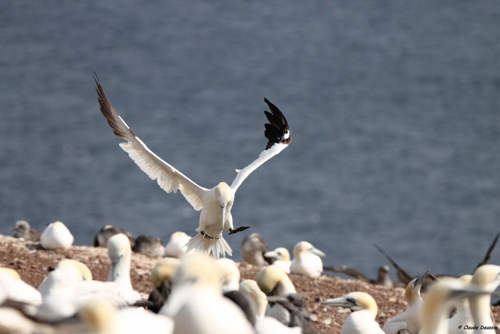 Northern Gannet