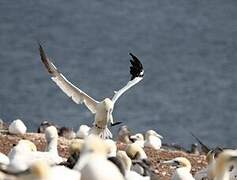 Northern Gannet