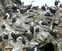 Peruvian Booby