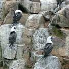 Fou varié