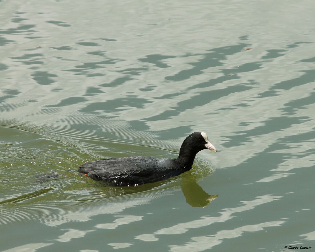 Eurasian Coot