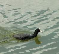 Eurasian Coot