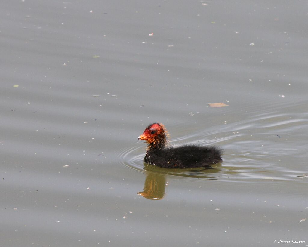 Eurasian Coot