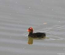 Eurasian Coot