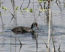 Eurasian Coot