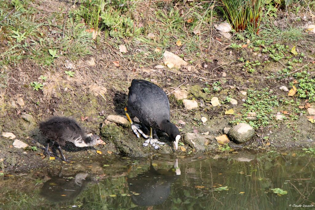 Eurasian Coot