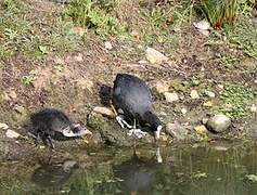 Eurasian Coot