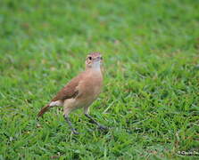 Rufous Hornero