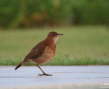 Rufous Hornero