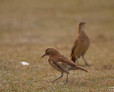 Rufous Hornero