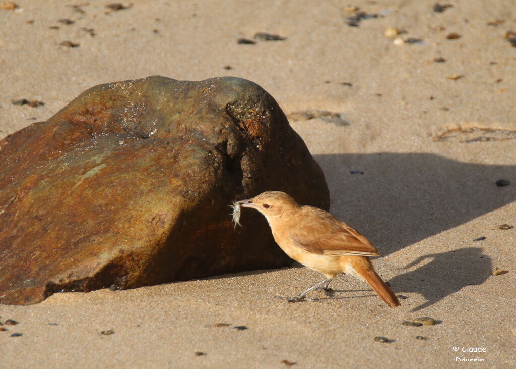 Rufous Horneroadult, fishing/hunting, eats