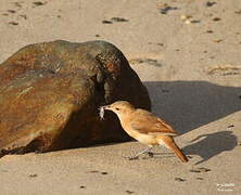 Rufous Hornero