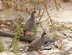 Francolin à bec rouge