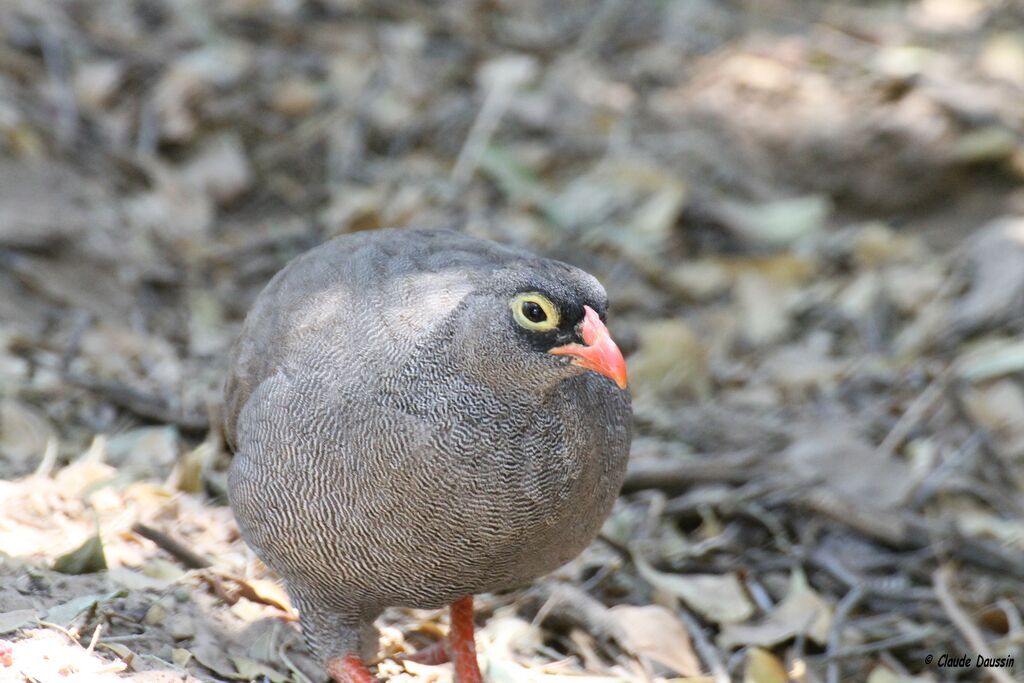 Francolin à bec rouge