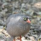 Francolin à bec rouge