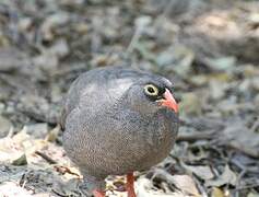 Francolin à bec rouge