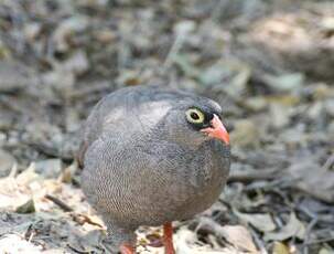 Francolin à bec rouge