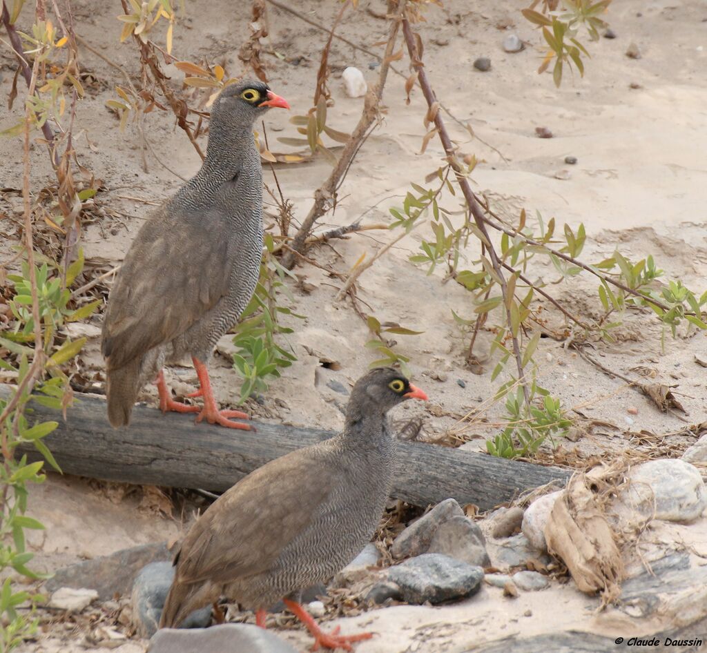 Red-billed Spurfowl