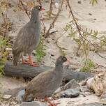 Francolin à bec rouge