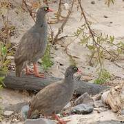 Red-billed Spurfowl