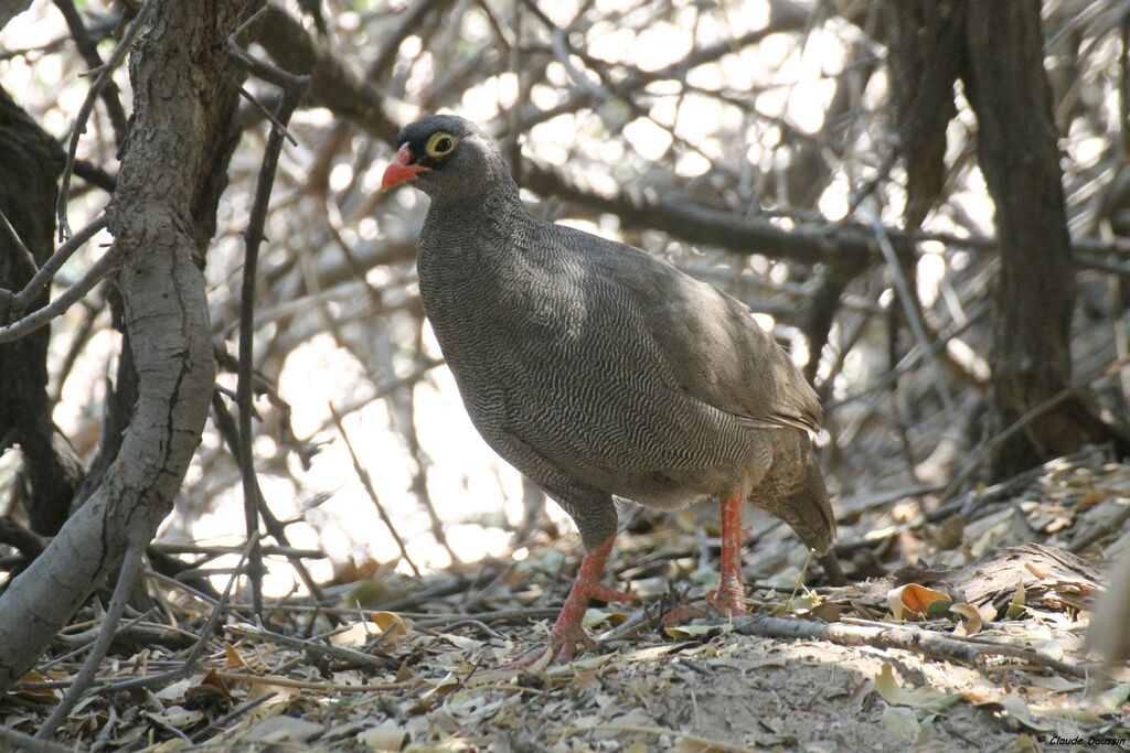 Francolin à bec rouge