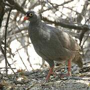 Red-billed Spurfowl