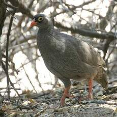 Francolin à bec rouge