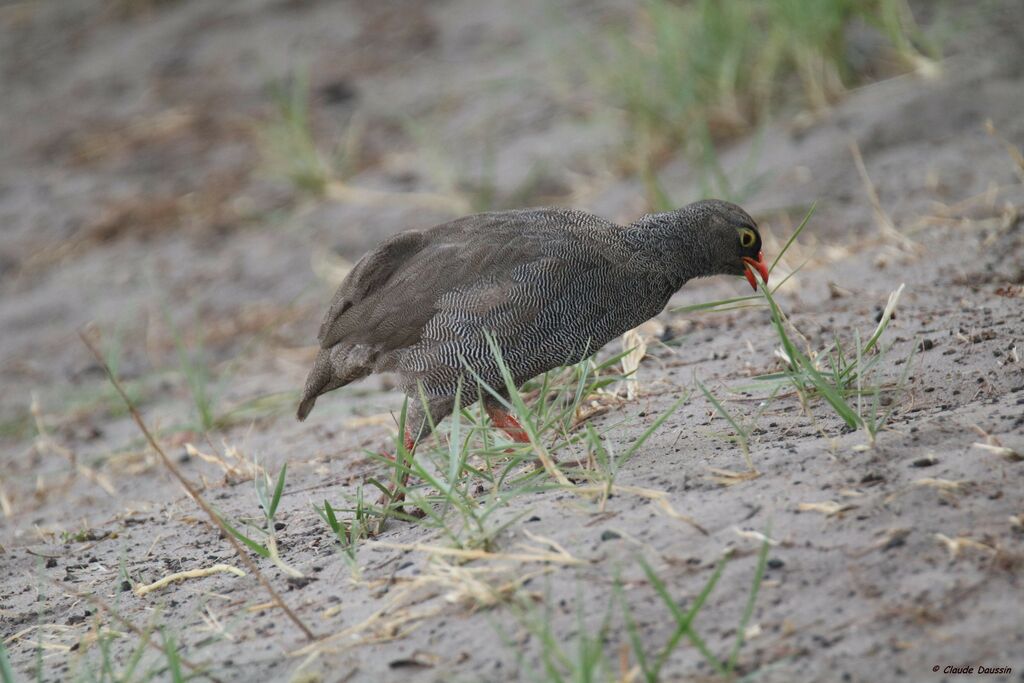 Francolin à bec rouge