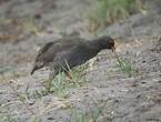 Francolin à bec rouge