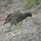 Francolin à bec rouge