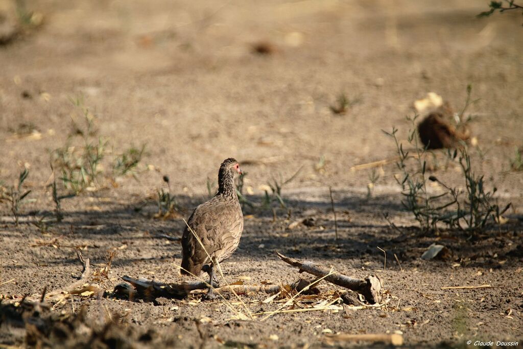 Francolin de Swainson