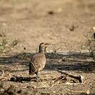 Francolin de Swainson