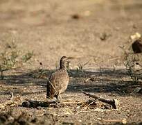 Swainson's Spurfowl