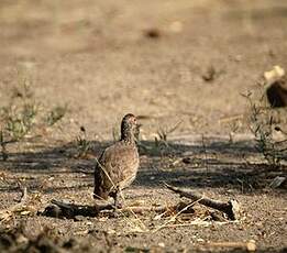 Francolin de Swainson