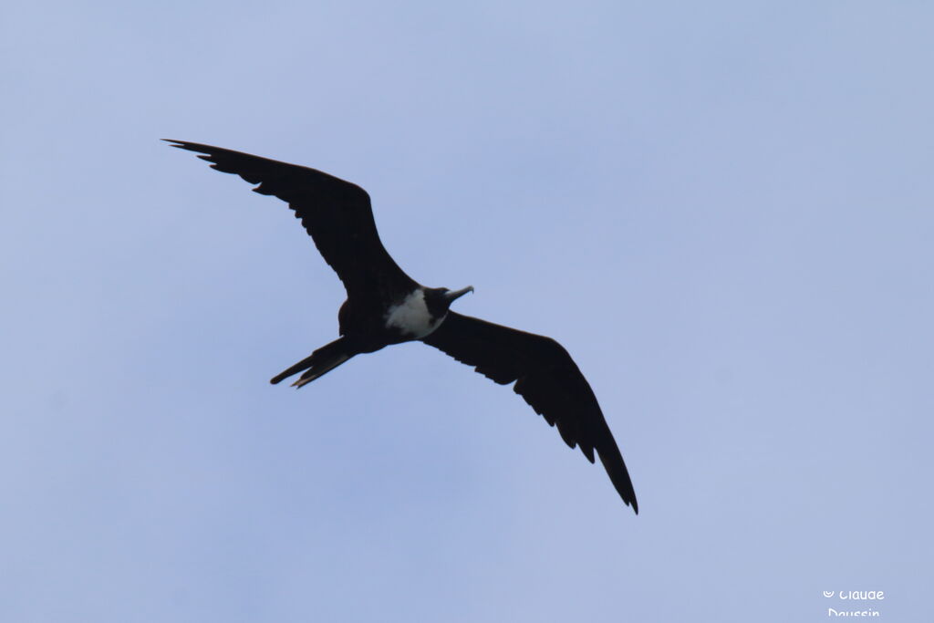 Magnificent Frigatebird