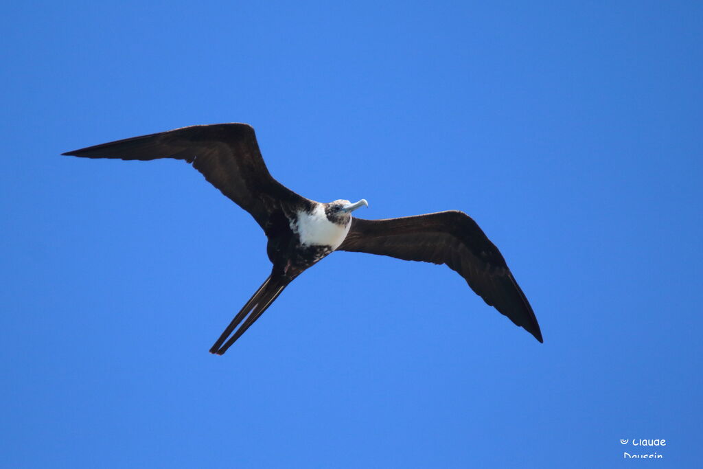 Magnificent Frigatebird