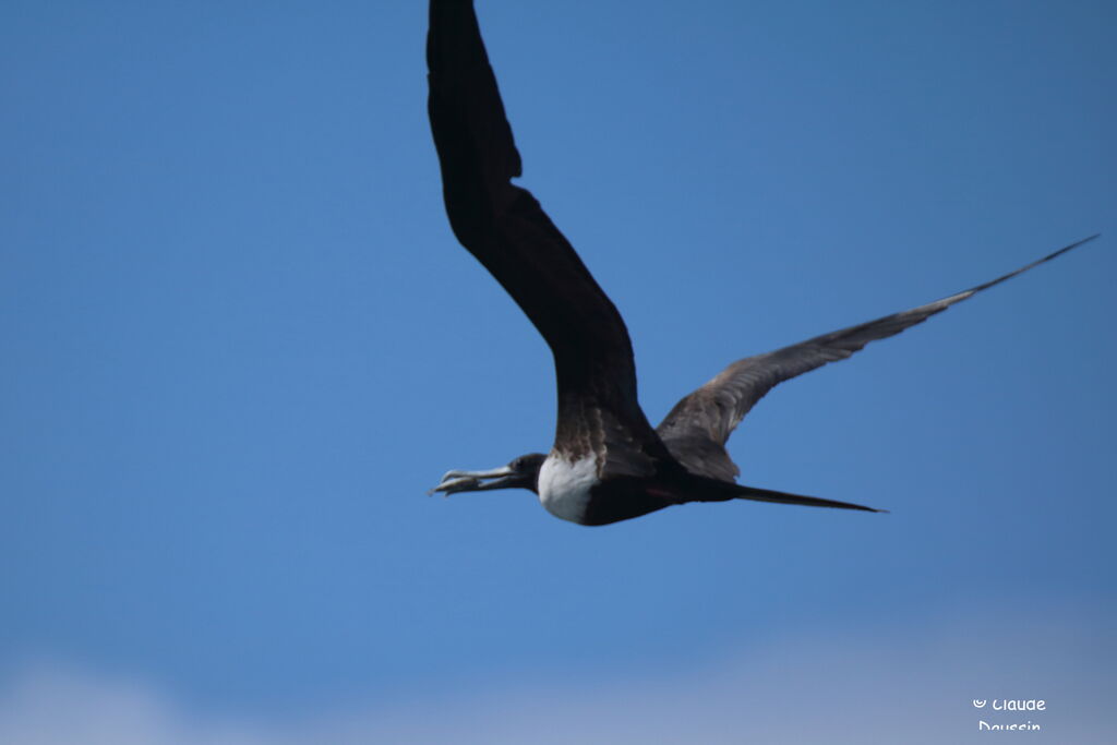 Magnificent Frigatebird